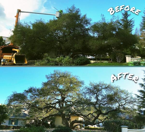 Pinedo Tree Experts