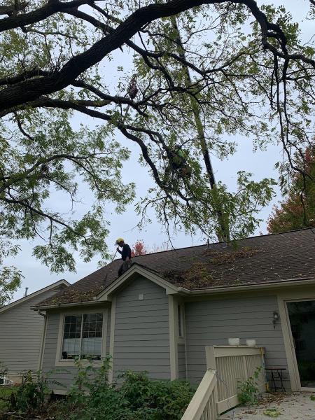 Foundations Tree Removal