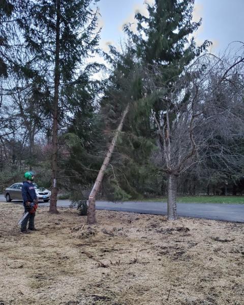 Foundations Tree Removal