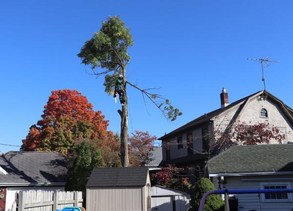 Foundations Tree Removal
