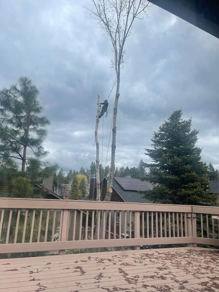 Cutright Tree Service 