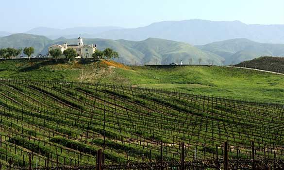 Vineyard Valley Pest Control