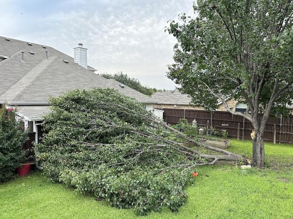 Paul Bunyan Tree Service