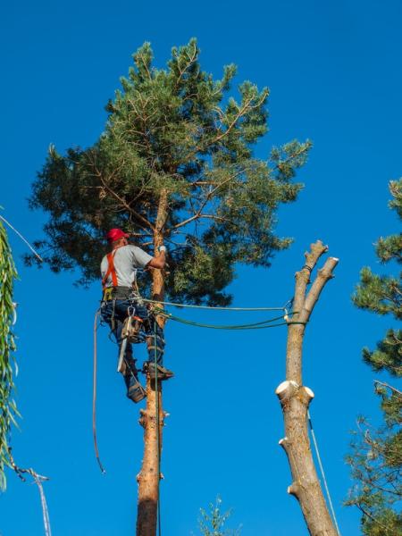 Texan Tree Experts Woodlands