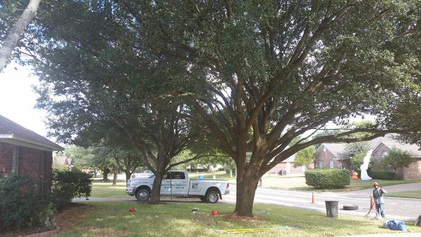 Brian's Tree Service