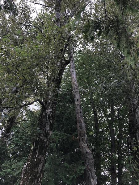 A Notch Above Tree Service