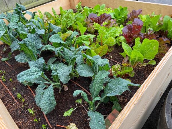 Food Forest Abundance