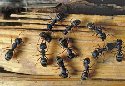 Eco-Tech Pest Management LLC
