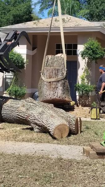 Sustainable Tree Care