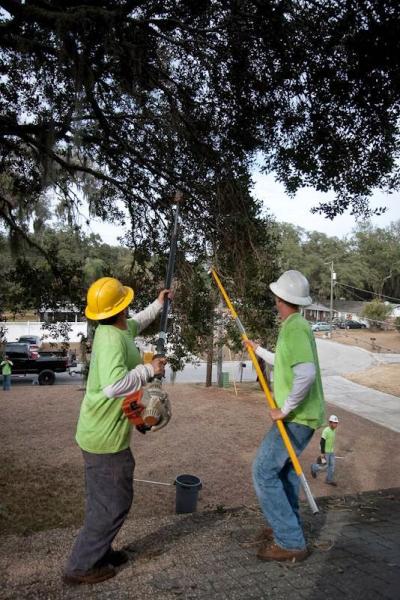 Sustainable Tree Care