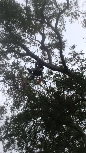 Sustainable Tree Care