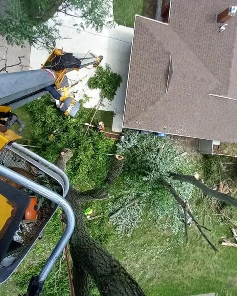 Cut Wood Tree Service