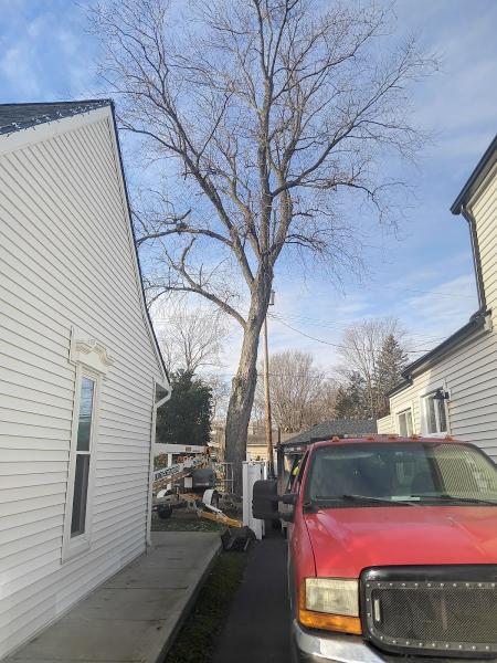 Cut Wood Tree Service