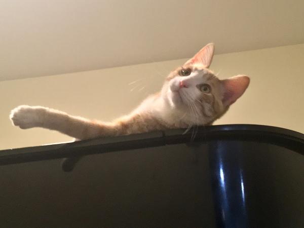 The Piano Mover