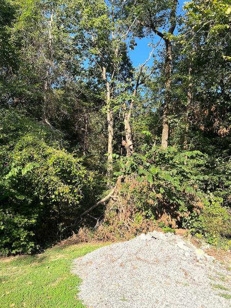 Scott's Stump Grinding and Tree Service