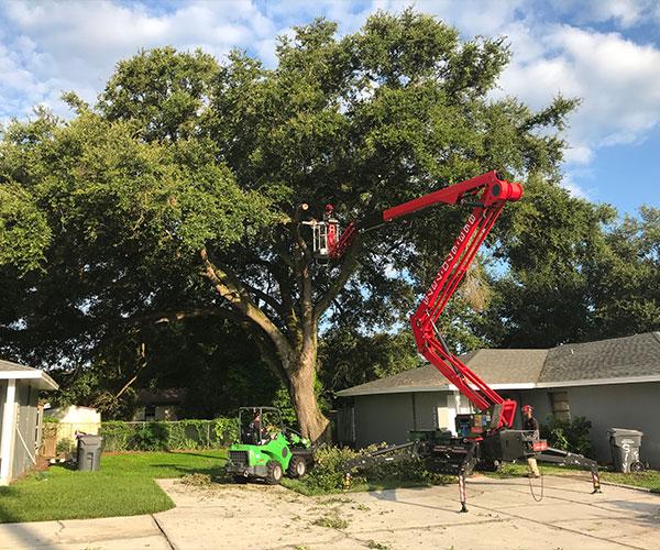 Central Florida Tree Care