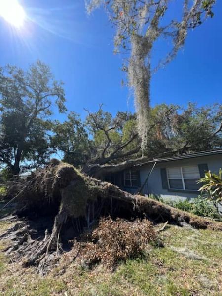 Central Florida Tree Care