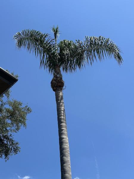 Central Florida Tree Care
