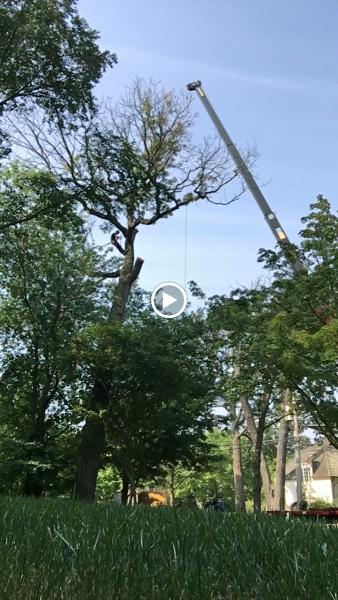 P Hernandez Tree Services