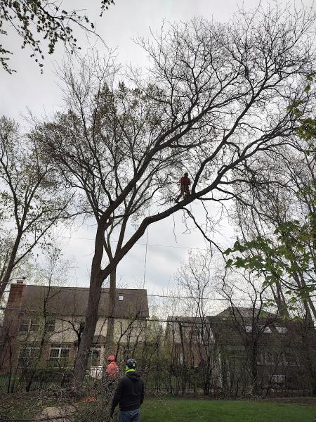 P Hernandez Tree Services