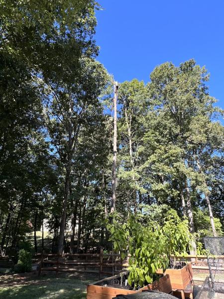 Centrella Tree Service Inc.