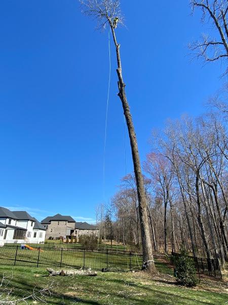 Centrella Tree Service Inc.