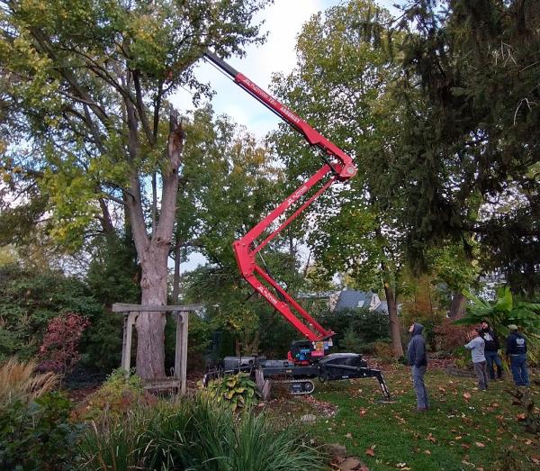 Tree Images