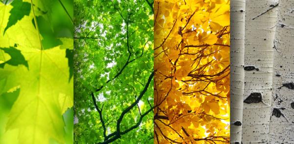 Green Vista Tree Care