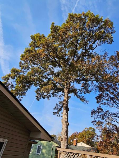 Green Vista Tree Care