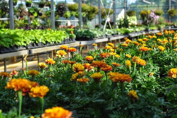 Lynde Greenhouse & Nursery and Landscape Design