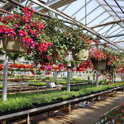 Lynde Greenhouse & Nursery and Landscape Design