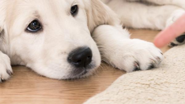 All American Carpet and Upholstery Cleaning