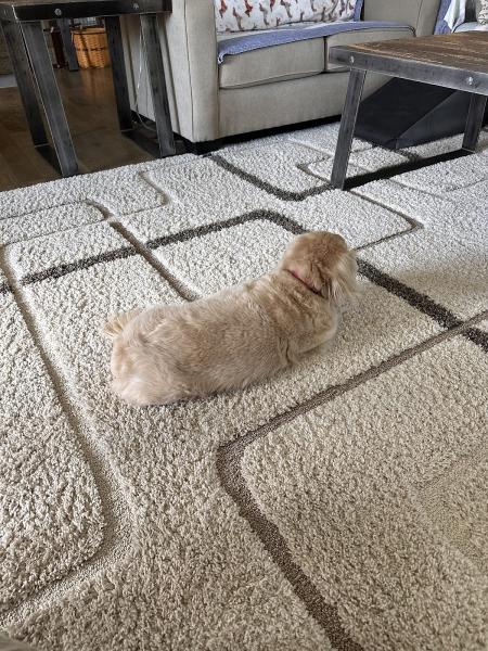 All American Carpet and Upholstery Cleaning