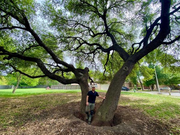 Rooted Arbor Solutions