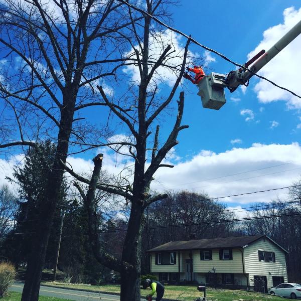 Cutters Tree Services