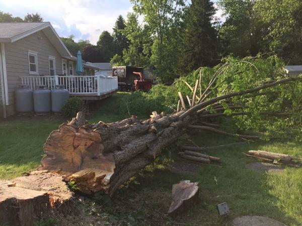 Cutters Tree Services