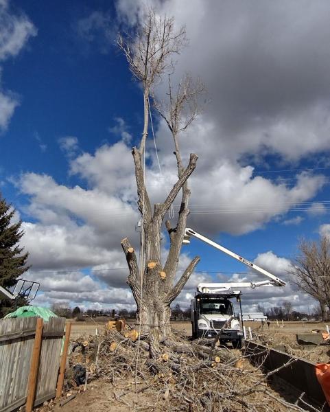 Mountain Tree Service