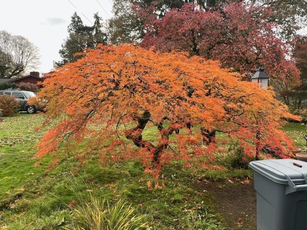 Roscoe Brothers Tree Service LLC