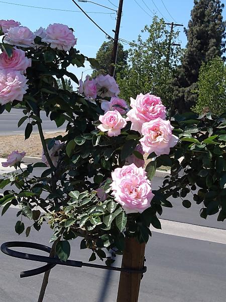 Landscape West Management Services
