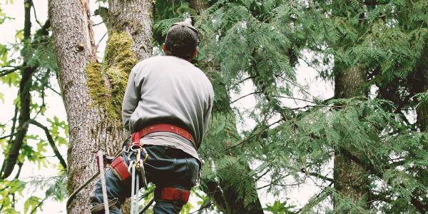 Capital City Tree Service