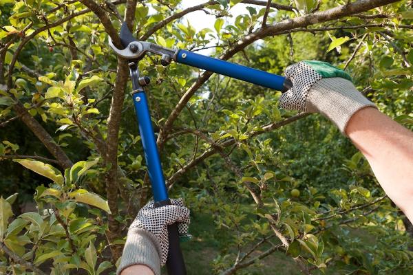 Arborwise LLC