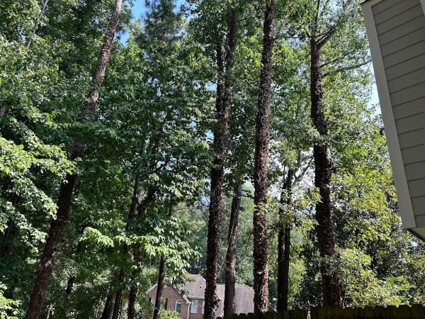 YS Tree Service LLC