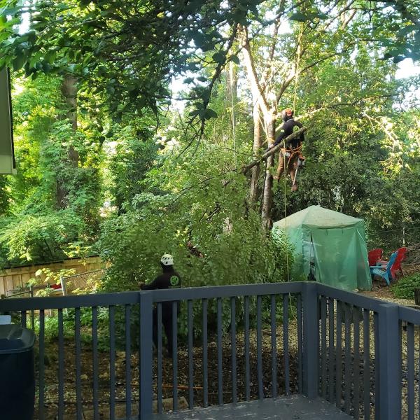 YS Tree Service LLC