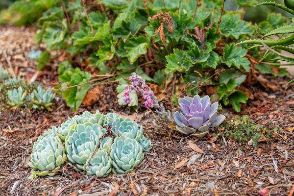 Sage Ecological Landscapes