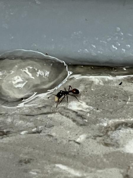 Apple's Environmental Pest Management Solutions