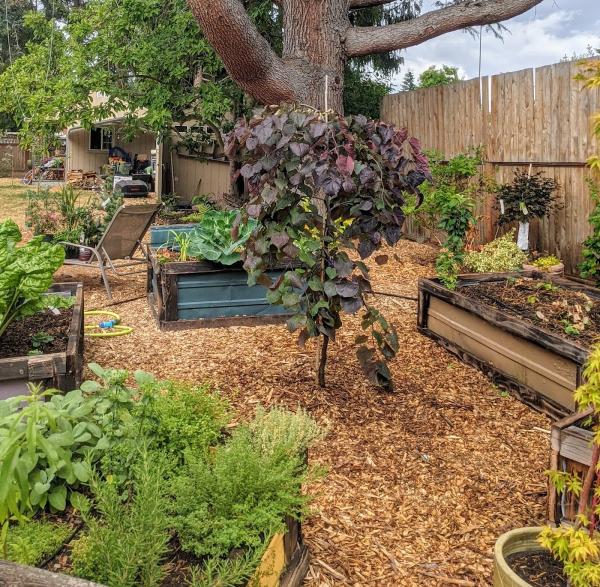 Bellingham Foodscapes