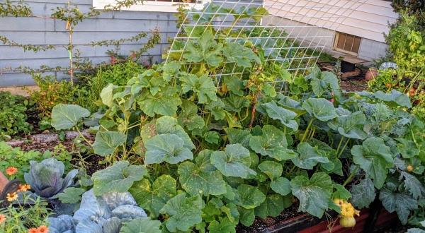 Bellingham Foodscapes
