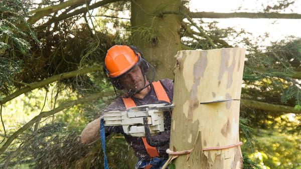 Oxford Tree Service