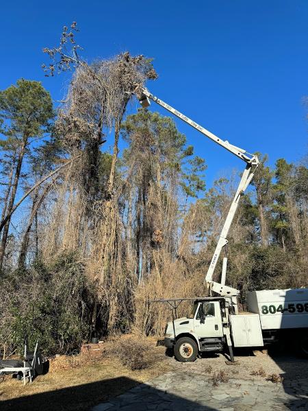 Mark Tuttle Tree Service