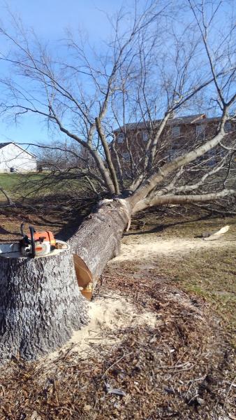 Sigmon Tree Service